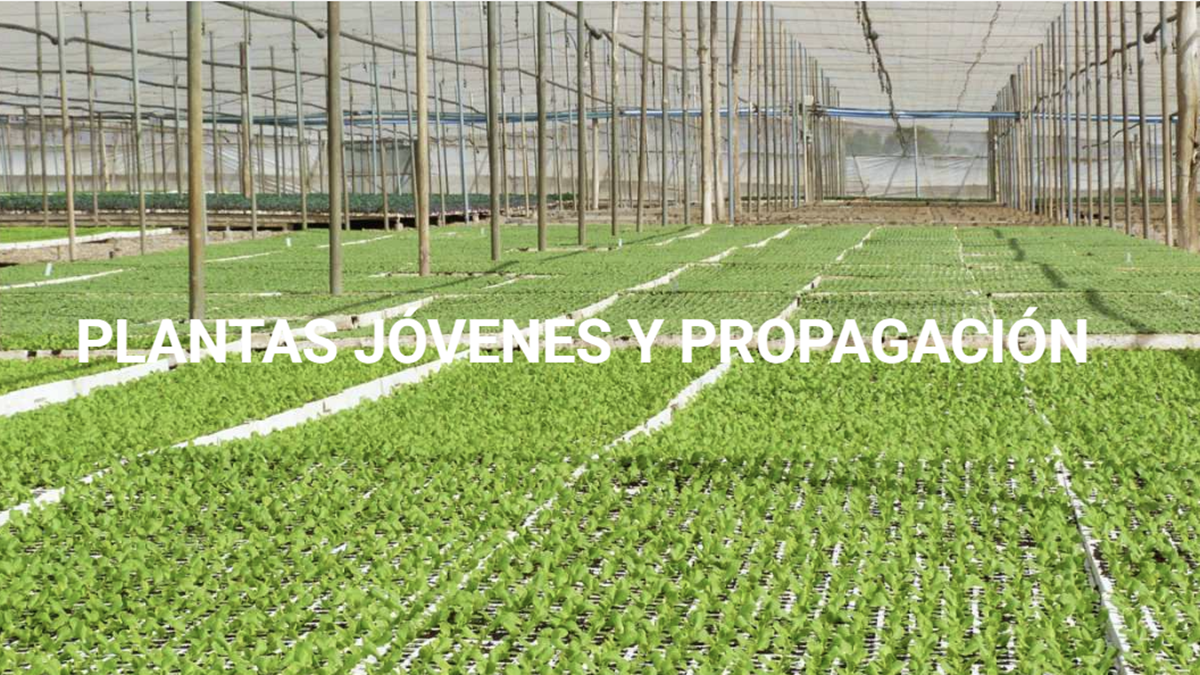 projar 1.png